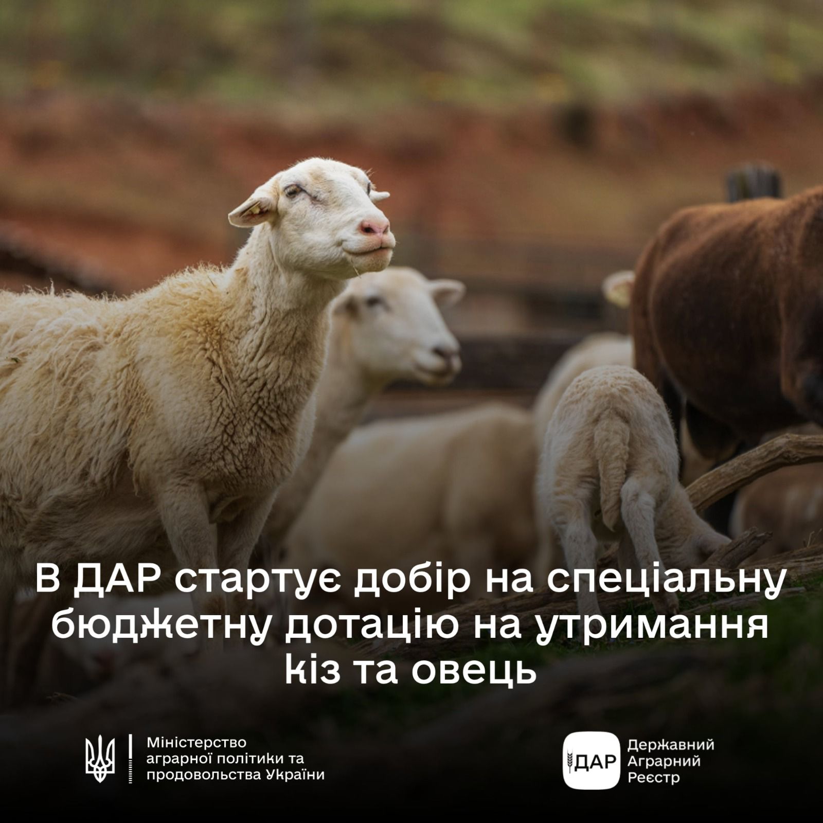 На зображенні видно стадо овець світлого забарвлення, які пасуться. У нижній частині зображення розташований текст: "В ДАР стартує добір на спеціальну бюджетну дотацію на утримання кіз та овець". Нижче тексту, в лівому нижньому куті, розміщено логотип та напис: "Міністерство аграрної політики та продовольства України".  У правому нижньому куті знаходиться логотип та напис: "ДАР Державний Аграрний Реєстр".