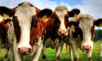 Реєстрація великої рогатої худоби в Єдиному державному реєстрі тварин обов'язкова для всіх особистих селянських господарств